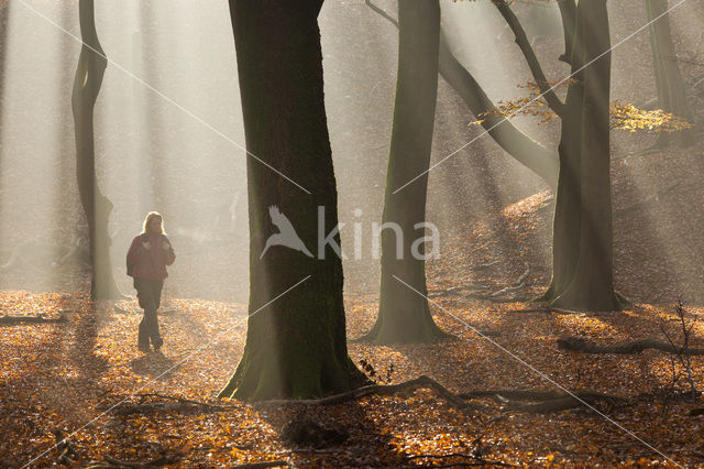 Beech (Fagus sylvatica)