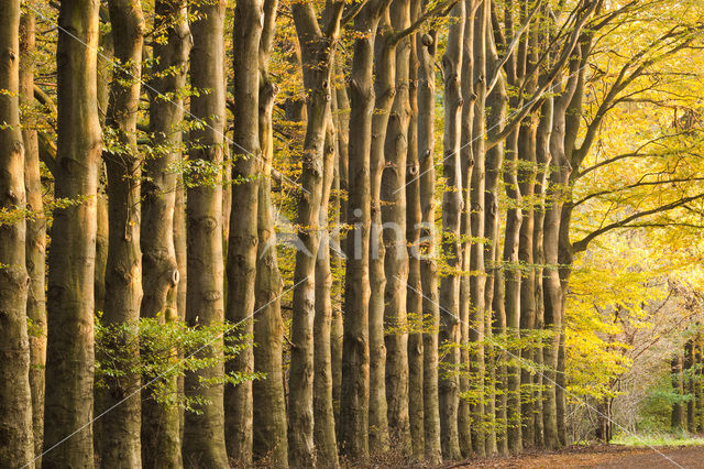 Beech (Fagus sylvatica)