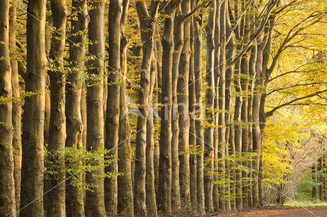 Beuk (Fagus sylvatica)