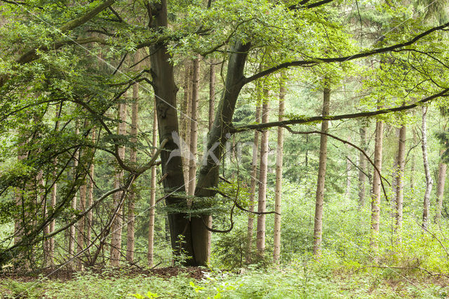 Beech (Fagus sylvatica)