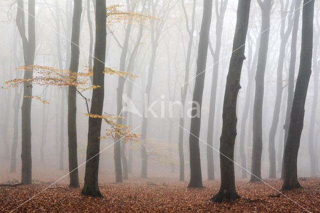 Beech (Fagus sylvatica)