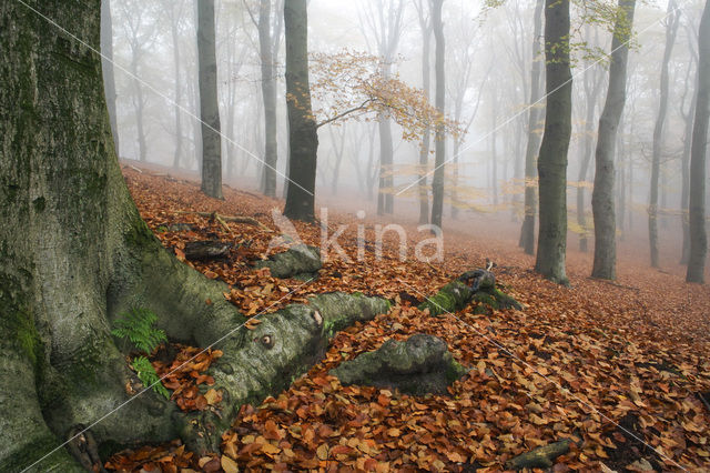 Beuk (Fagus sylvatica)