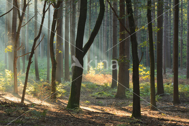 Beech (Fagus sylvatica)