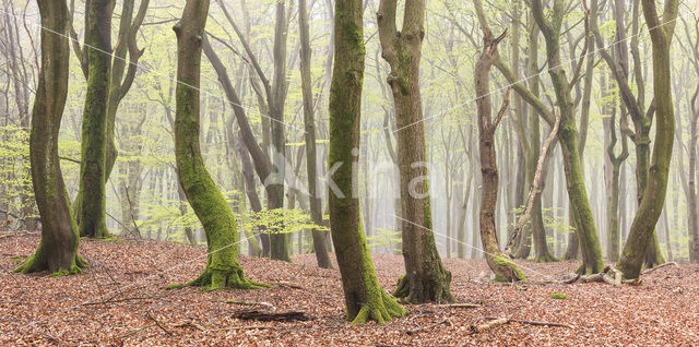 Beuk (Fagus sylvatica)