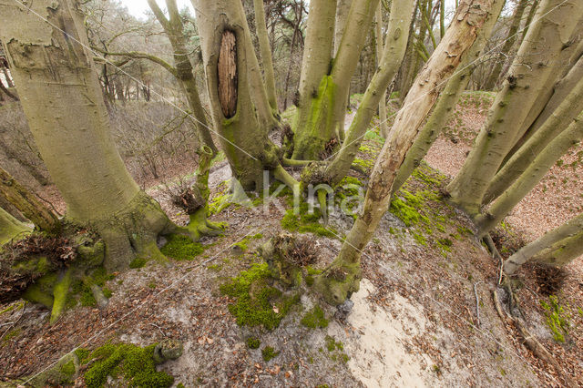 Beuk (Fagus sylvatica)