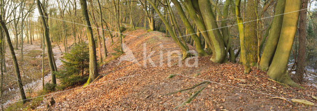 Beech (Fagus sylvatica)