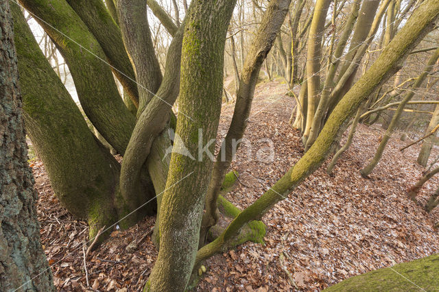 Beech (Fagus sylvatica)