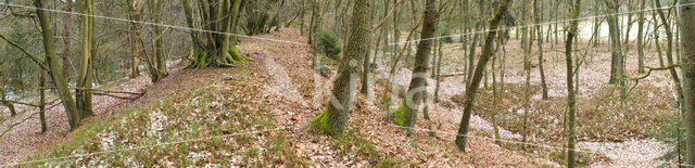 Beech (Fagus sylvatica)