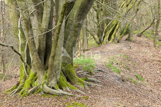 Beech (Fagus sylvatica)