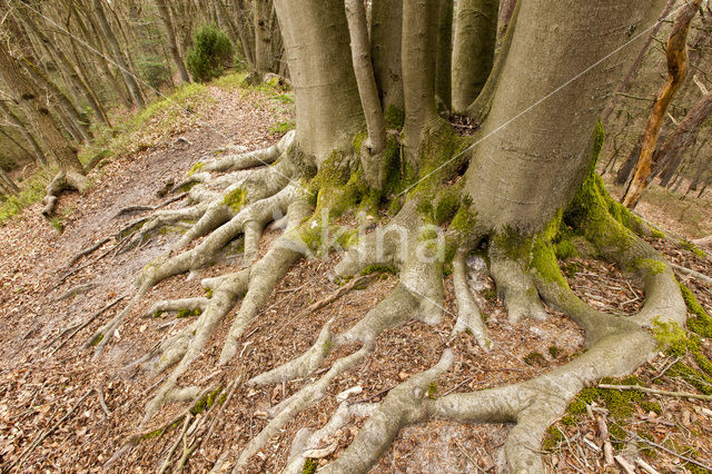 Beech (Fagus sylvatica)