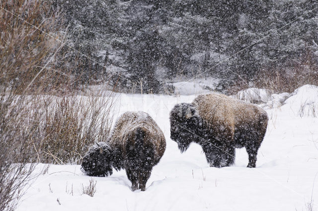 Bizon (Bison bison)