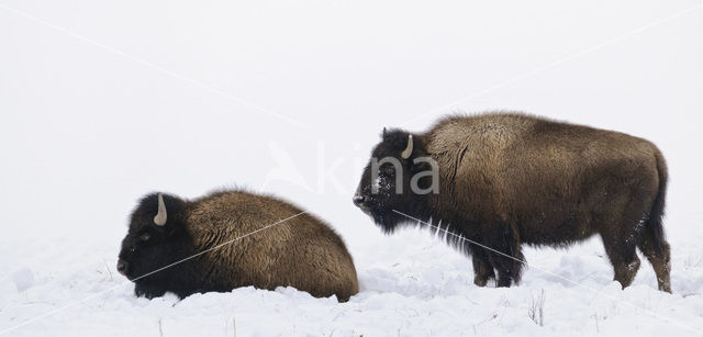 Bizon (Bison bison)