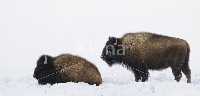 Buffalo (Bison bison)