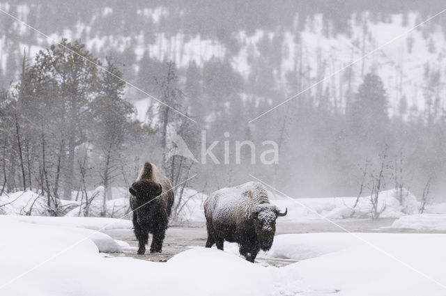 Buffalo (Bison bison)