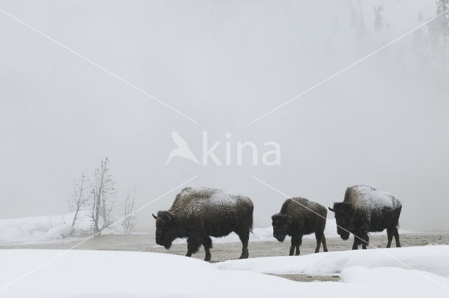 Buffalo (Bison bison)