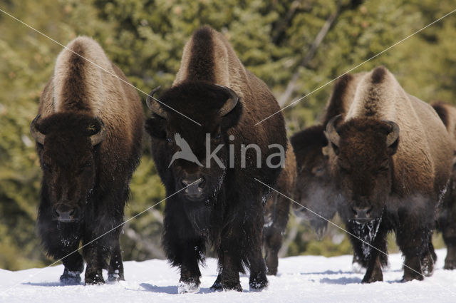 Bizon (Bison bison)