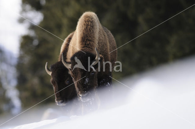 Buffalo (Bison bison)