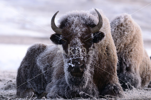 Buffalo (Bison bison)