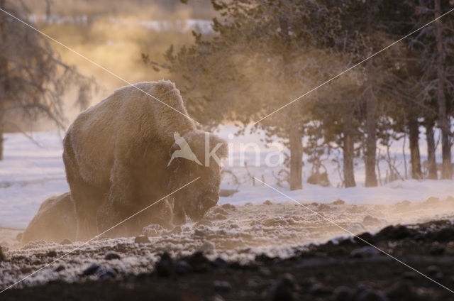 Buffalo (Bison bison)