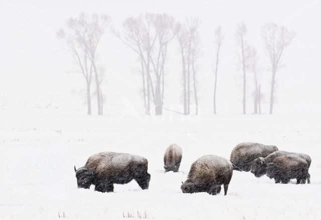 Bizon (Bison bison)