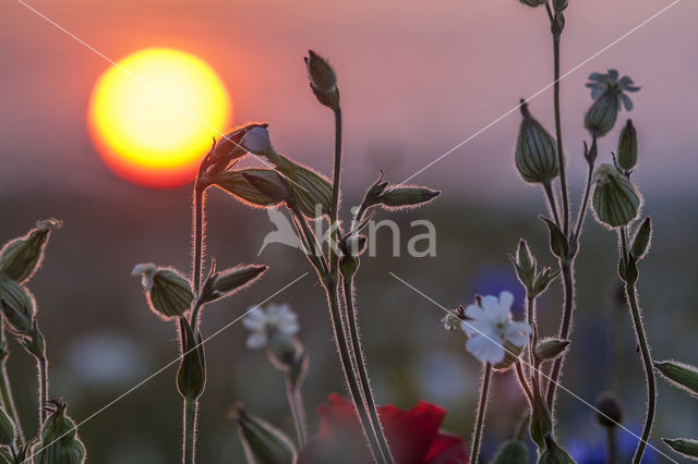 Bladder Campion (Silene vulgaris)