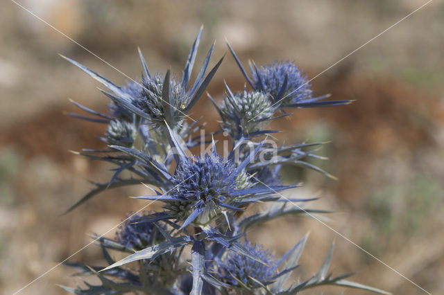 Eryngium spec