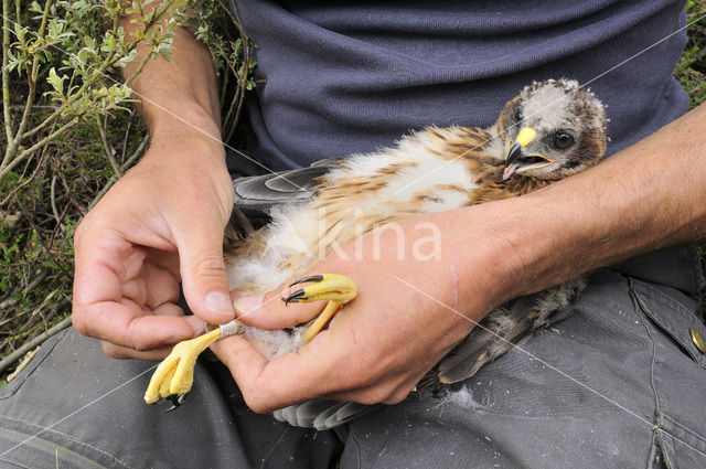 Blauwe Kiekendief (Circus cyaneus)