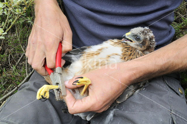 Northern Harrier