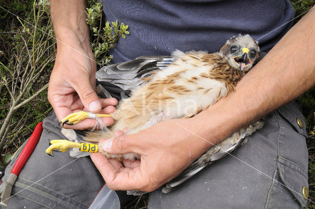 Northern Harrier