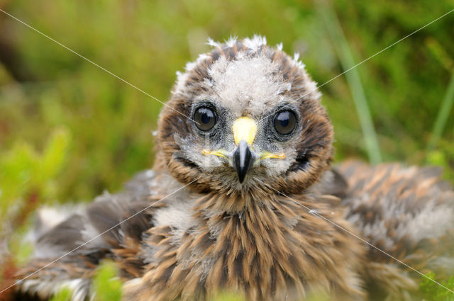 Blauwe Kiekendief (Circus cyaneus)