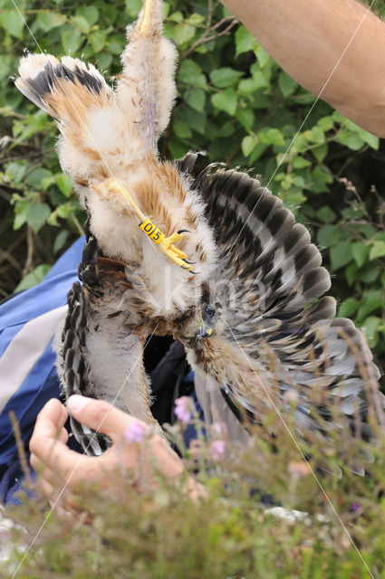 Blauwe Kiekendief (Circus cyaneus)