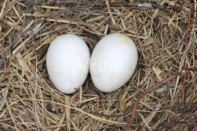 Blauwe Kiekendief (Circus cyaneus)