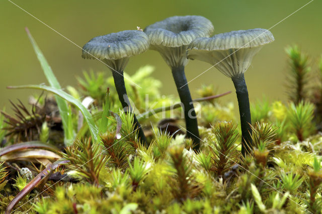 Blauwgroen trechtertje (Omphalina chlorocyanea)