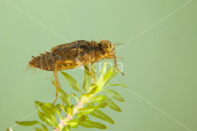 Bloedrode heidelibel (Sympetrum sanguineum)