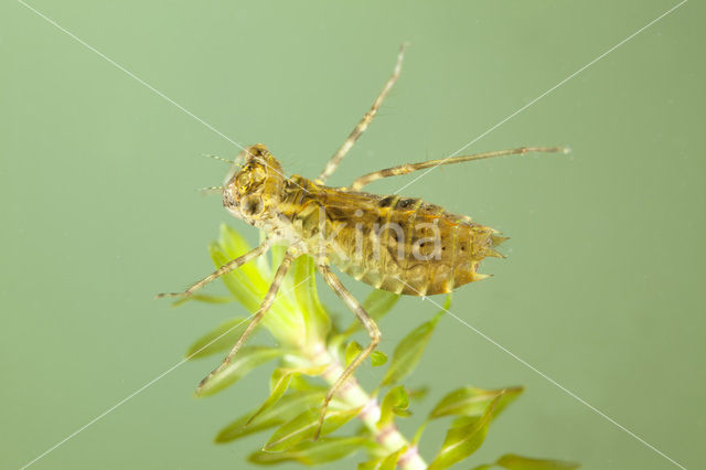 Bloedrode heidelibel (Sympetrum sanguineum)