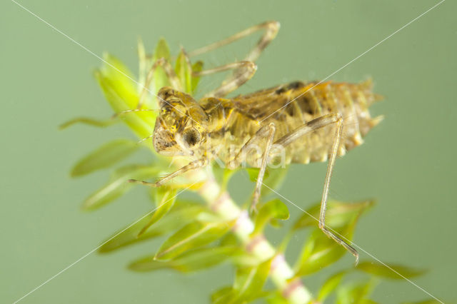 Bloedrode heidelibel (Sympetrum sanguineum)