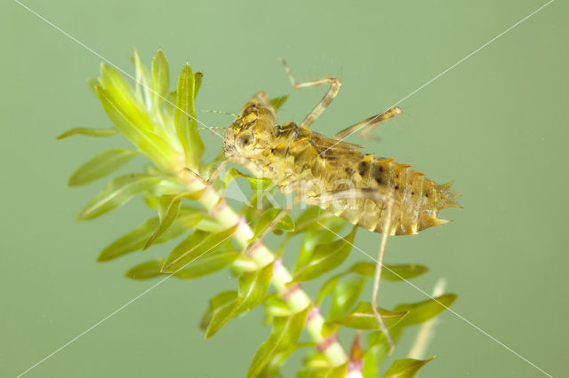 Bloedrode heidelibel (Sympetrum sanguineum)