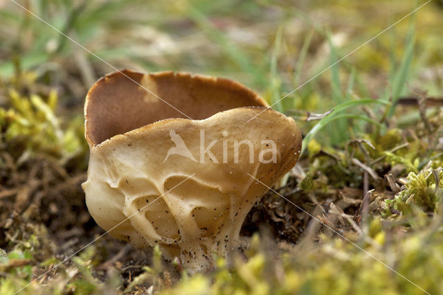 Bokaalkluifzwam (Helvella acetabulum)