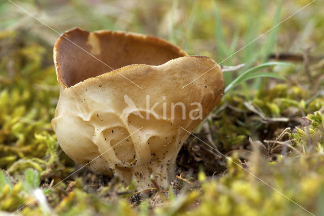 Vinegar cup (Helvella acetabulum)