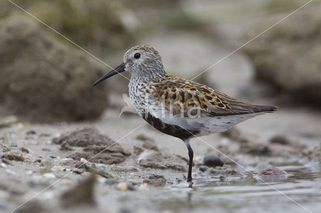 Bonte Strandloper (Calidris alpina)