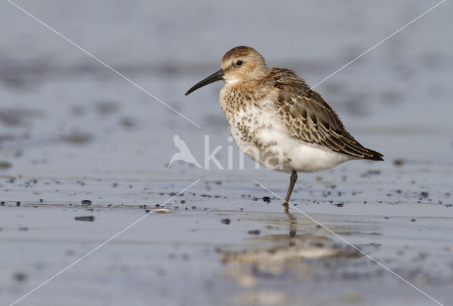 Dunlin (Calidris alpina)