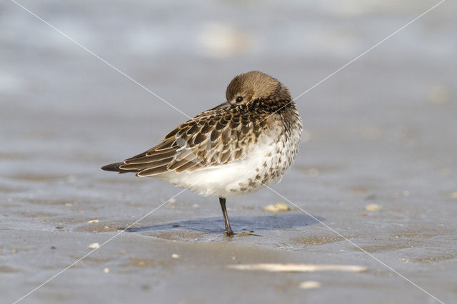 Dunlin (Calidris alpina)