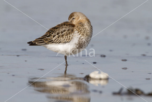 Dunlin (Calidris alpina)