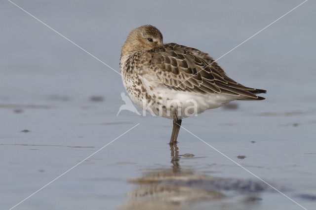 Bonte Strandloper (Calidris alpina)