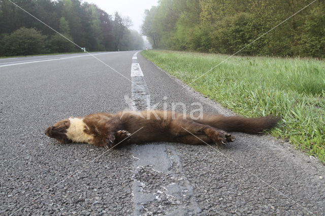 Pine Marten (Martes martes)