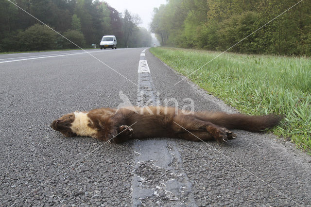 Pine Marten (Martes martes)