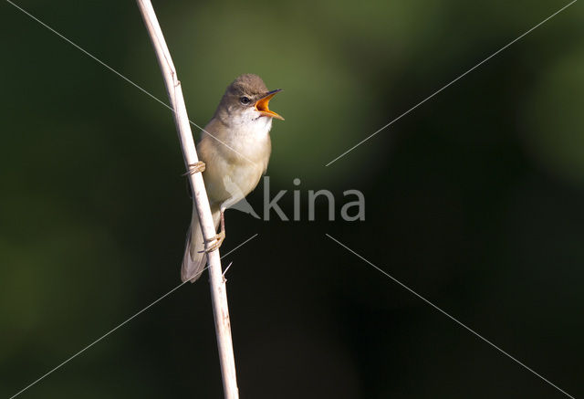 Bosrietzanger (Acrocephalus palustris)