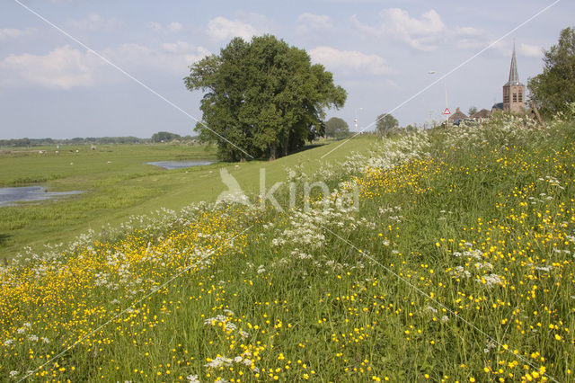 Boterbloem (Ranunculus)