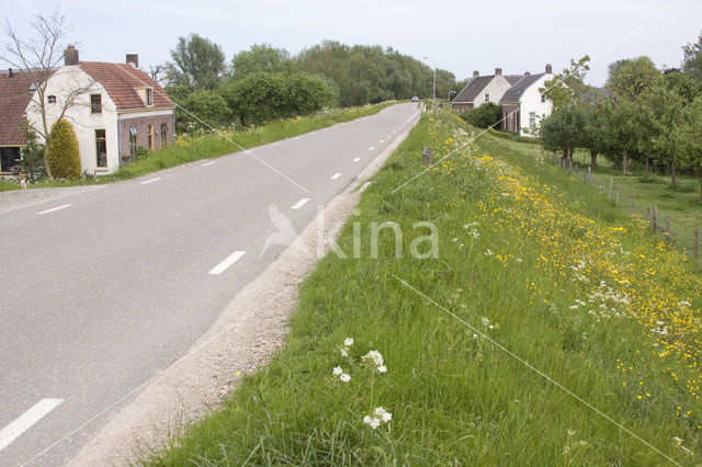 Boterbloem (Ranunculus)