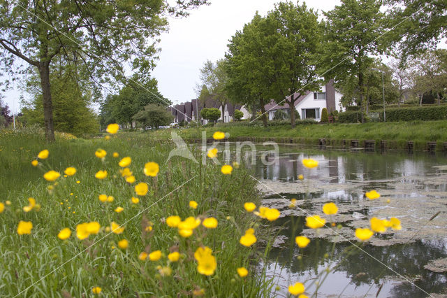 Boterbloem (Ranunculus)